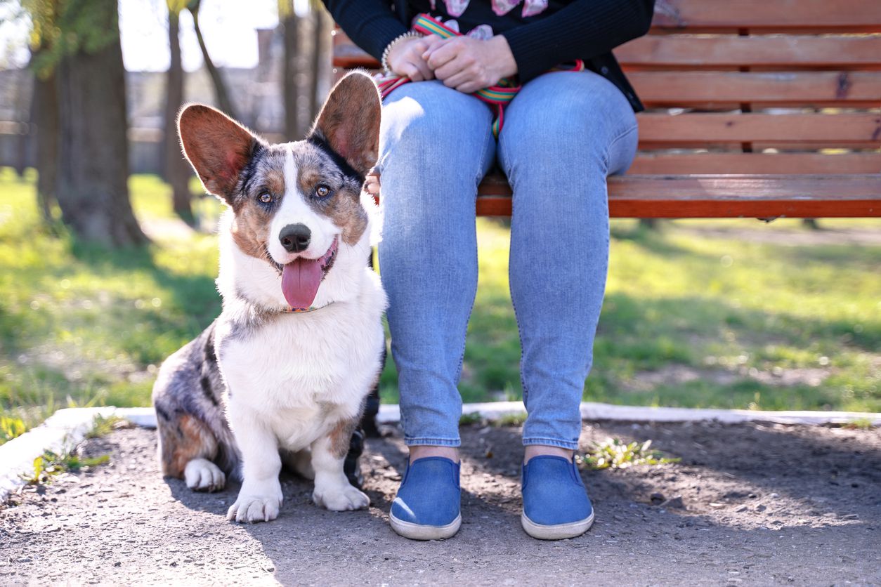 PEMBROKE WELSH CORGI