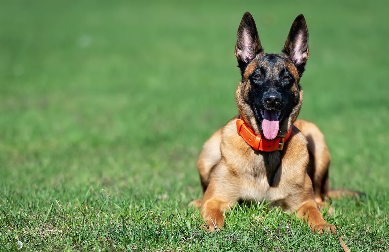 Belgian Shepherd Malinois