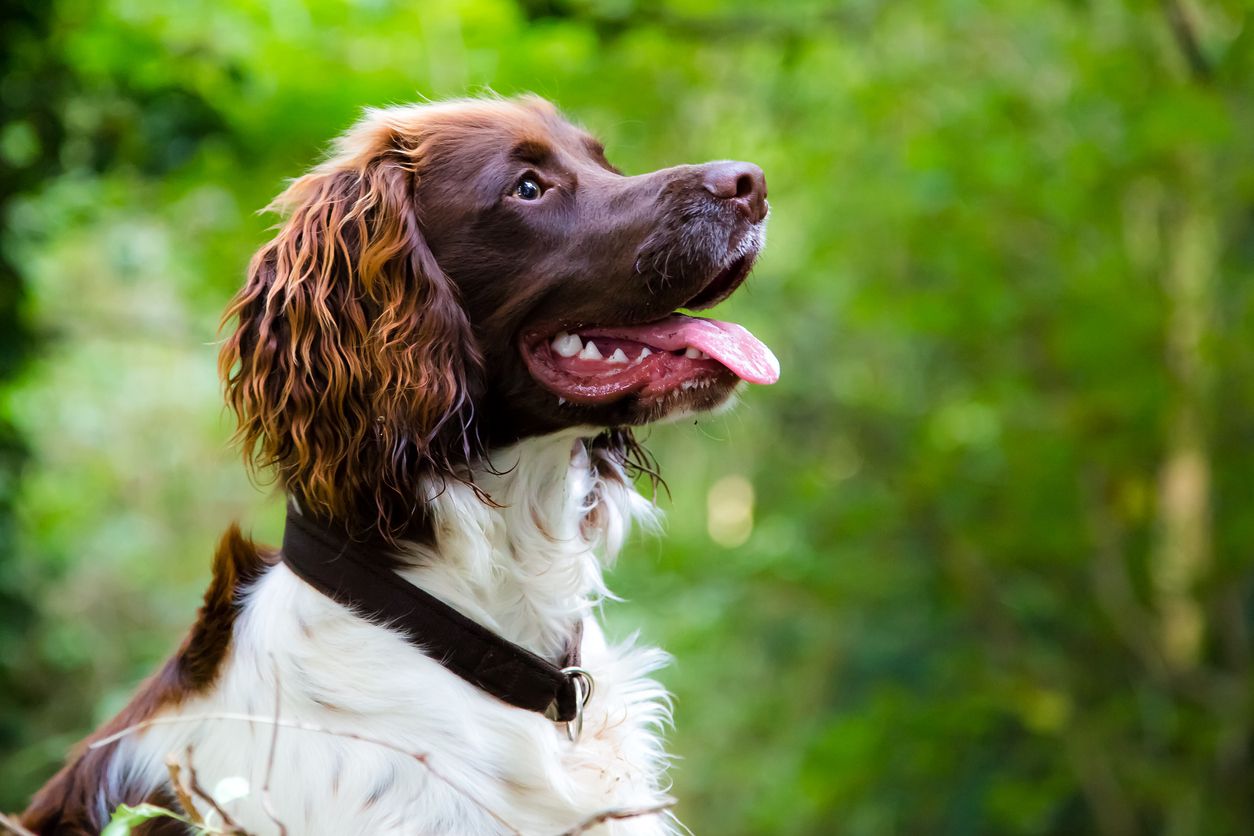Springer Spaniel Dog Walking