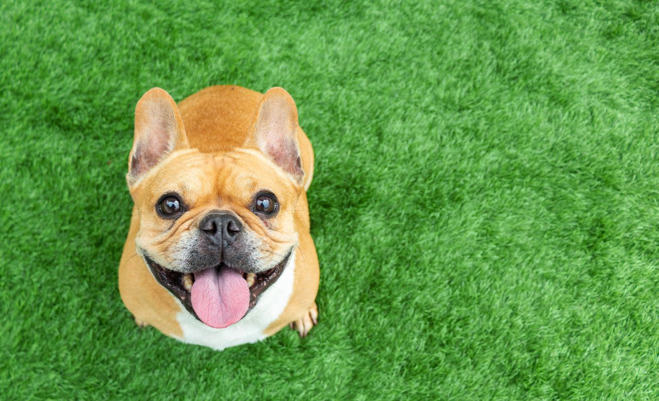 french bull dog