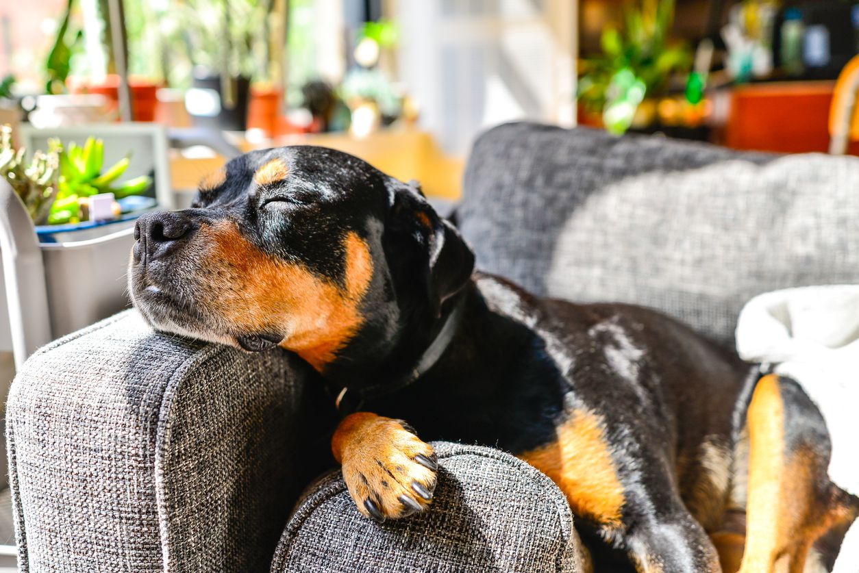 rottweiler puppy
