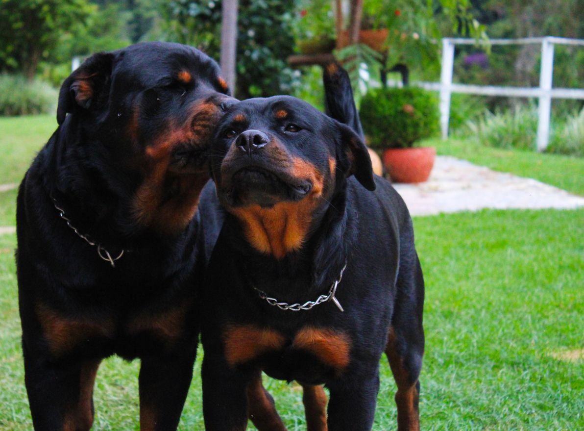 rottweilers sweet