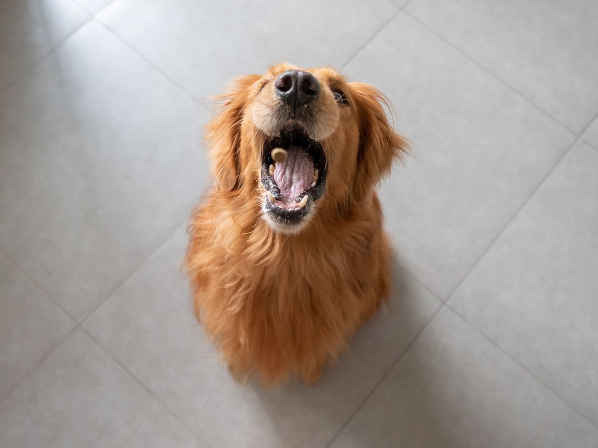 golden retriever