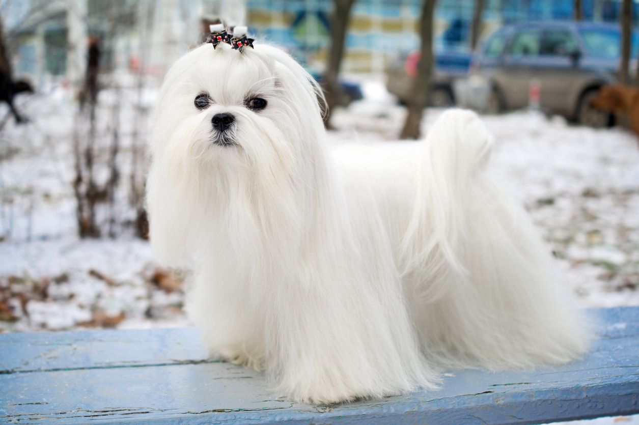 maltese