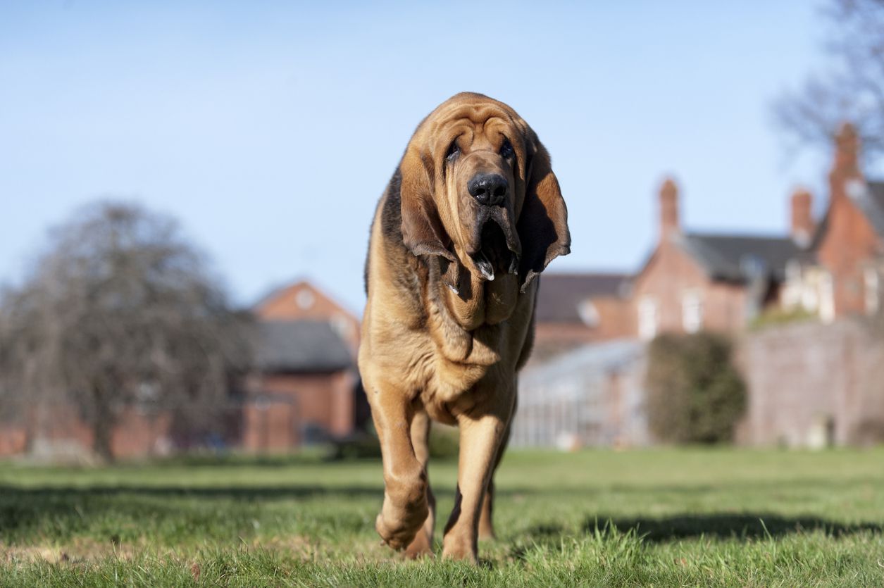 blood hound
