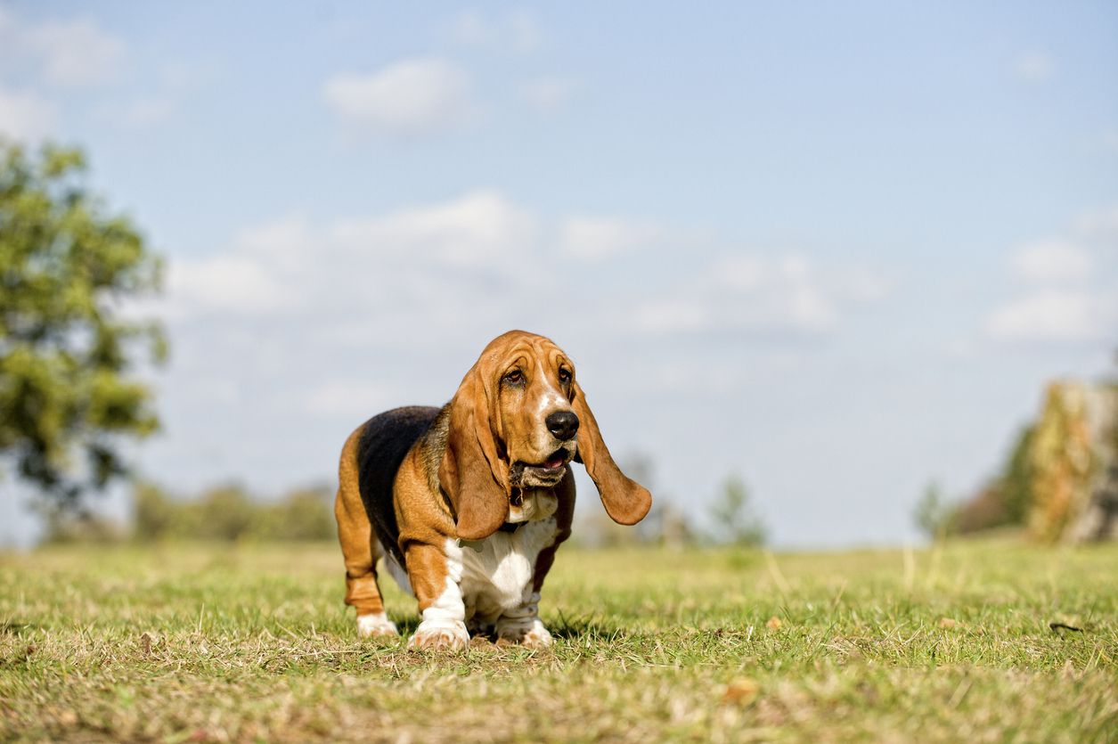 basset hound