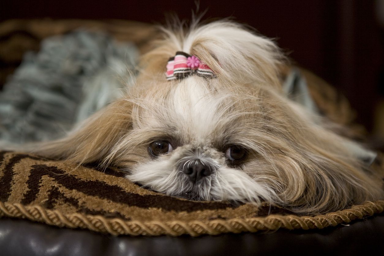 shih tzu