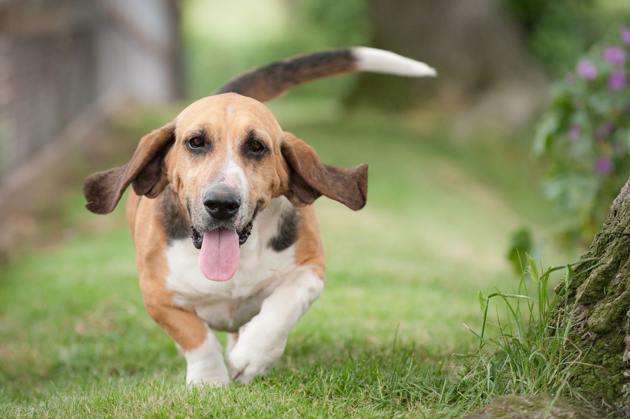 basset hound