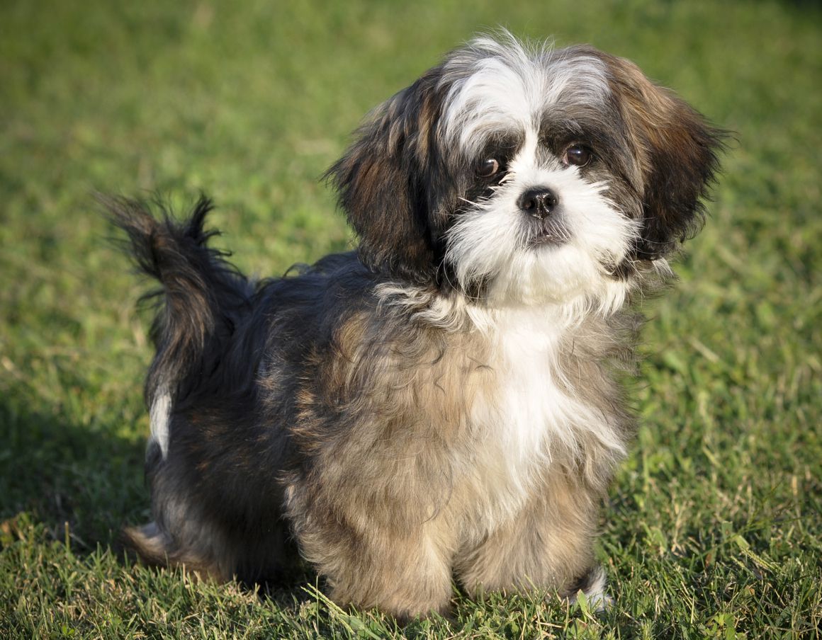 shih tzu
