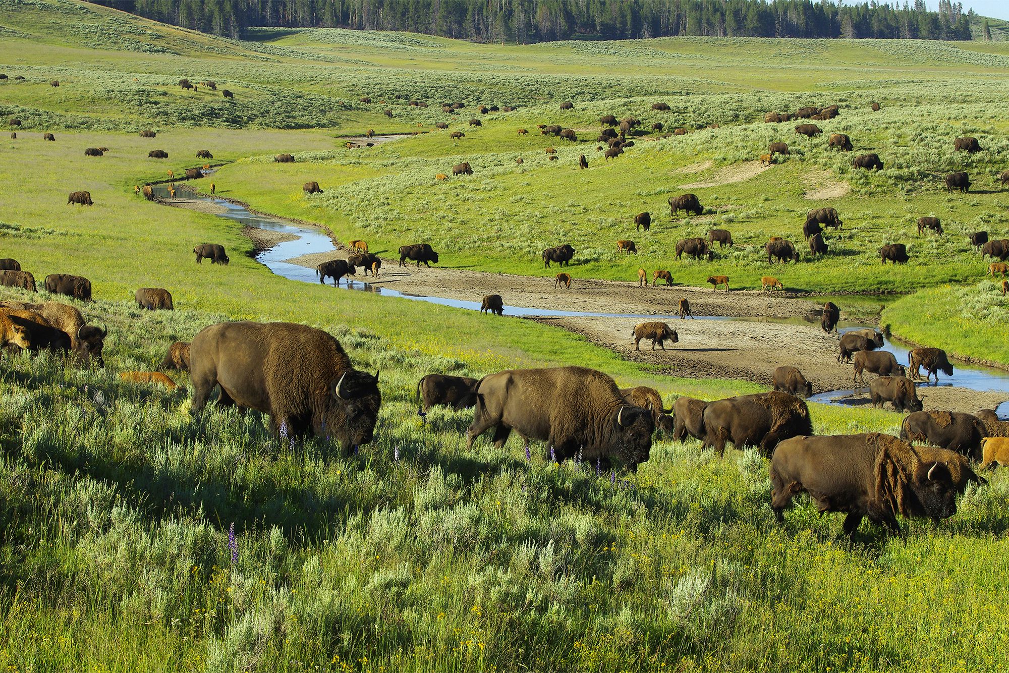 Yellowstone National Park