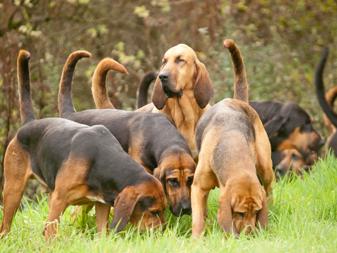 blood hound