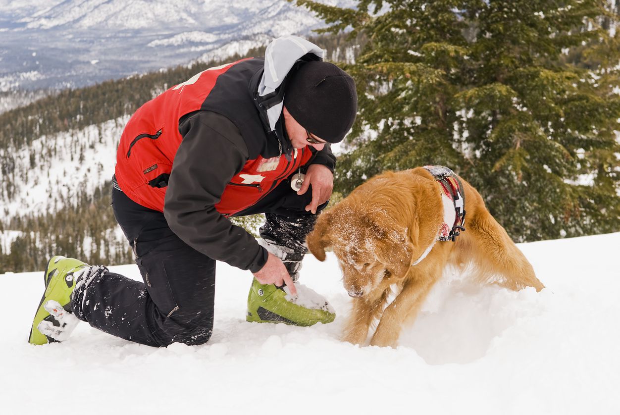 golden retriever search and rescue