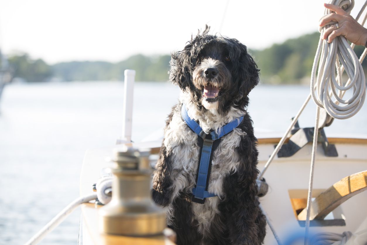 portugese water dog