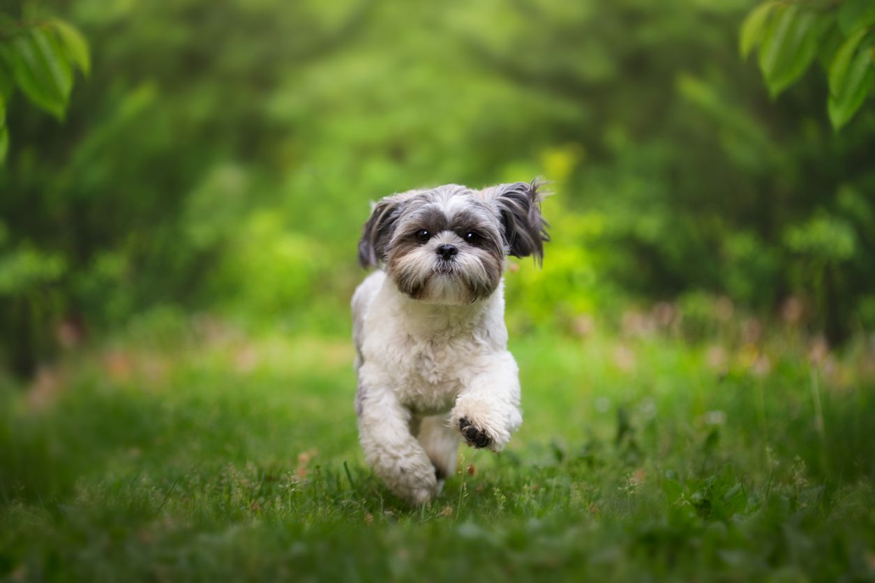 shih tzu