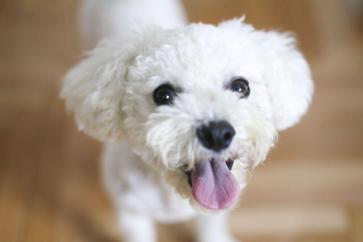 bichon frise