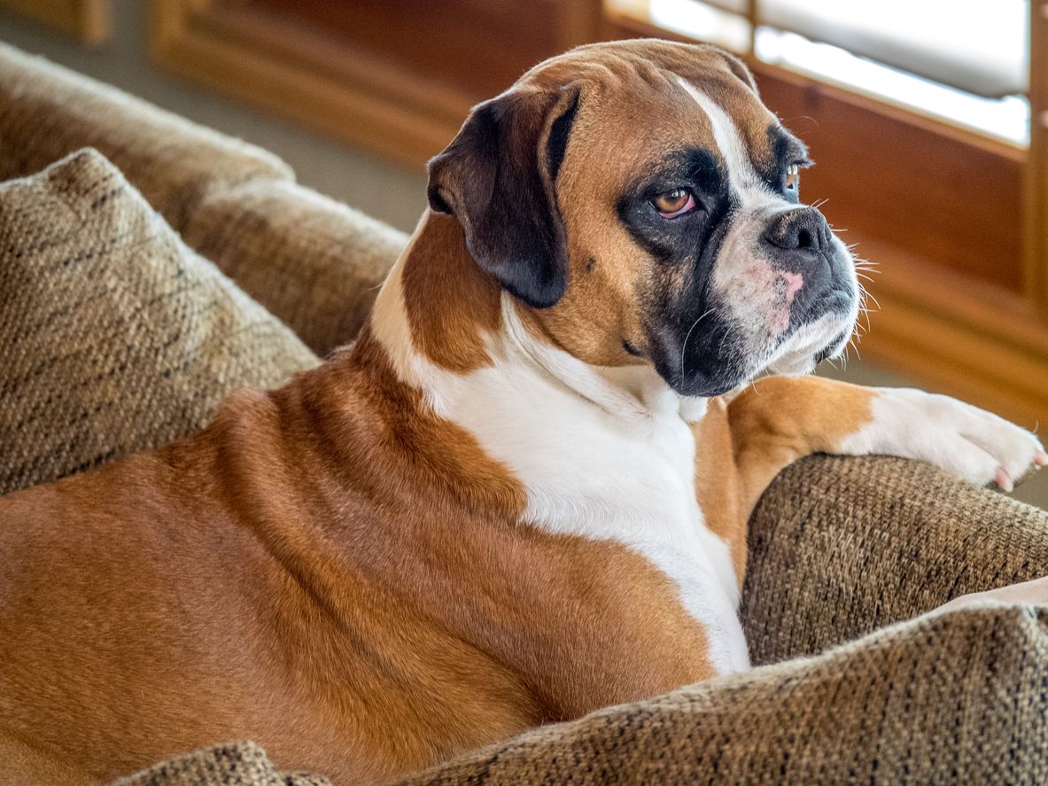 boxer dog