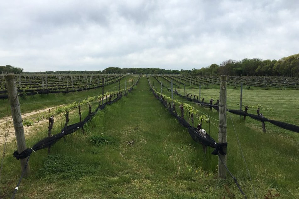 Paumanok Vineyards
