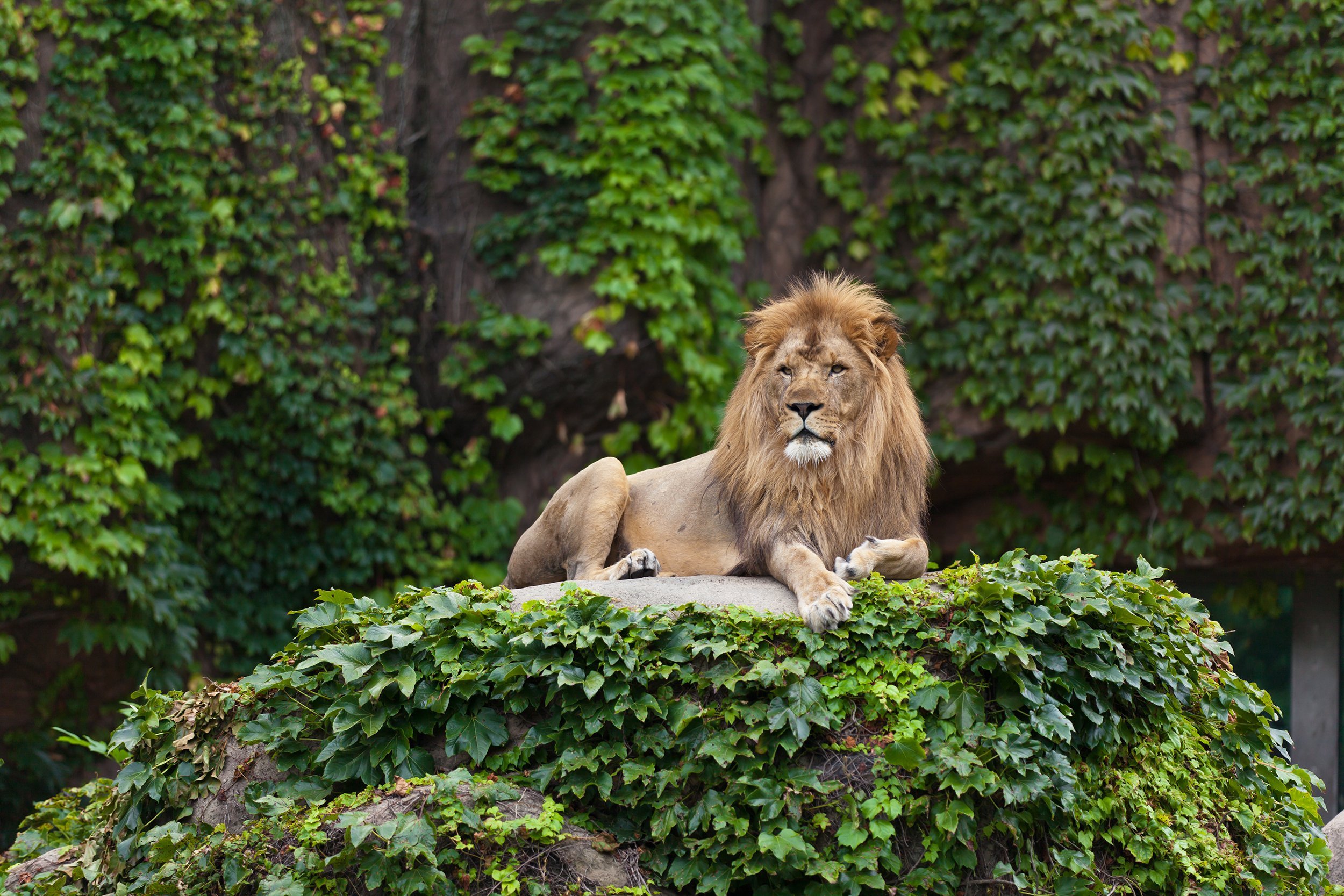 Lincoln Park Zoo in Chicago, IL