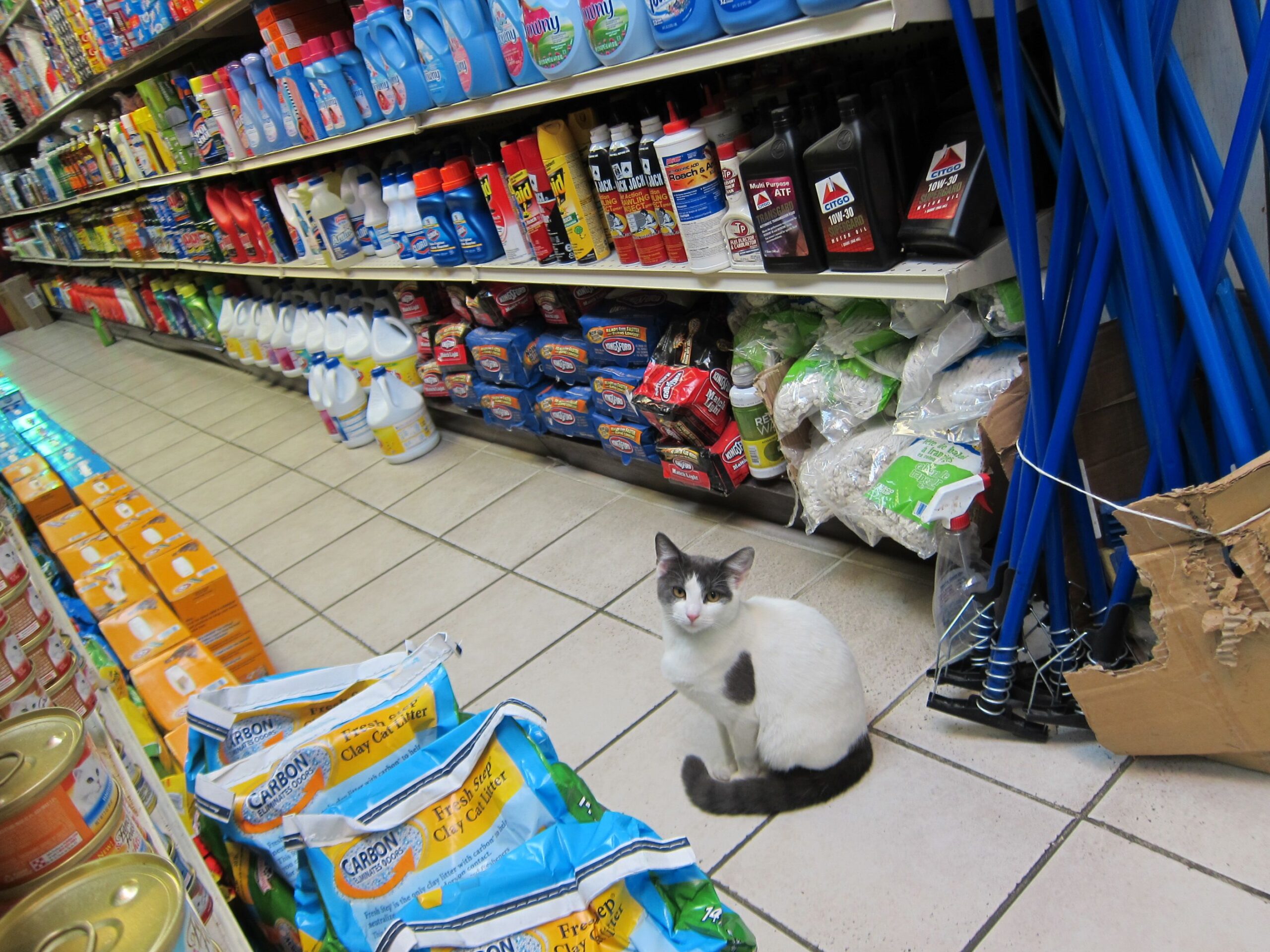 A bodega cat in Greenpoint, Brooklyn, New York City