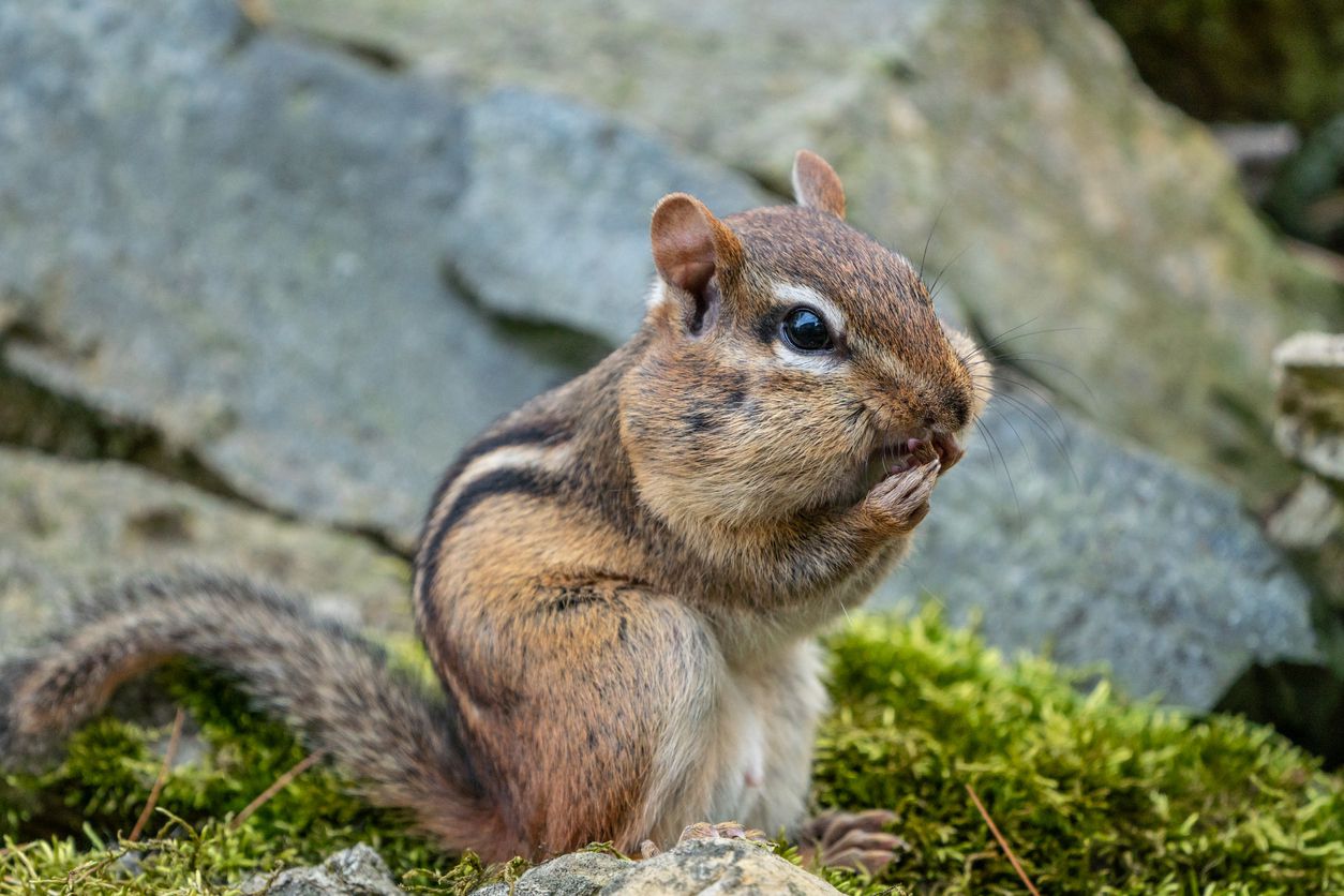 chipmunk