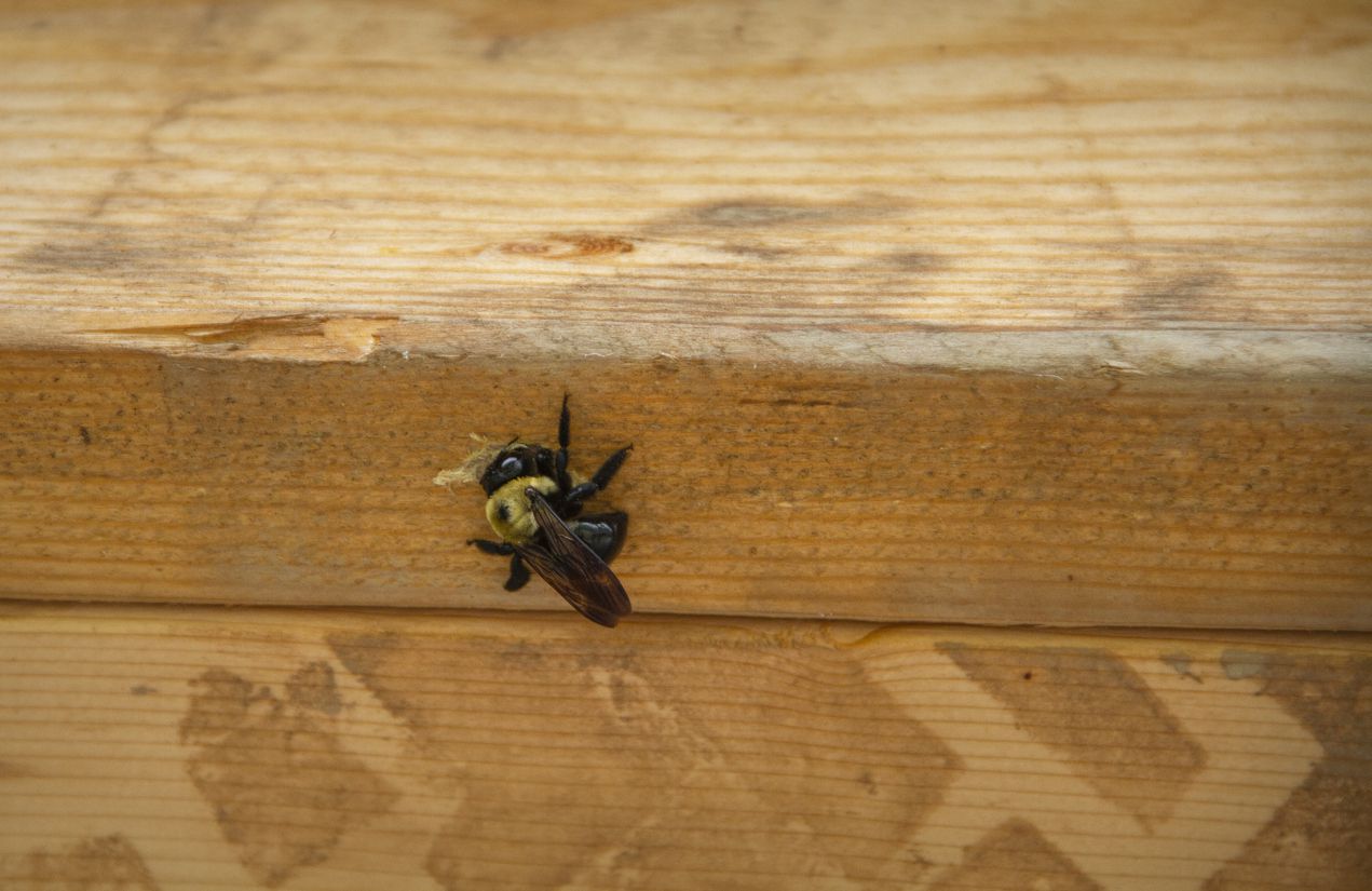 Carpenter Bee