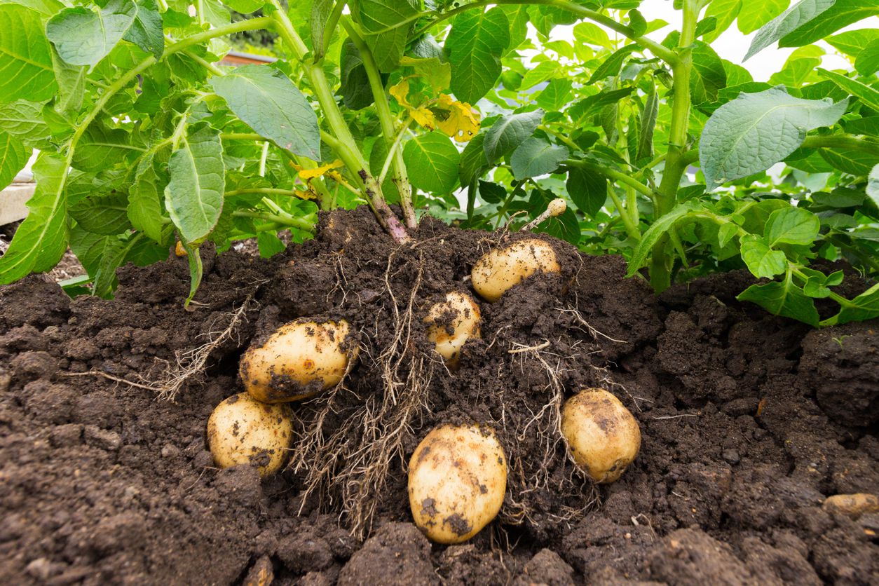 plant potatoes