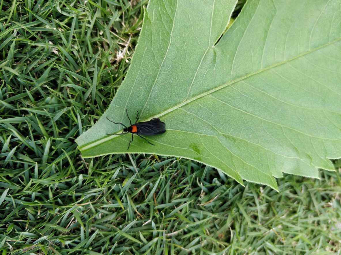 love bug