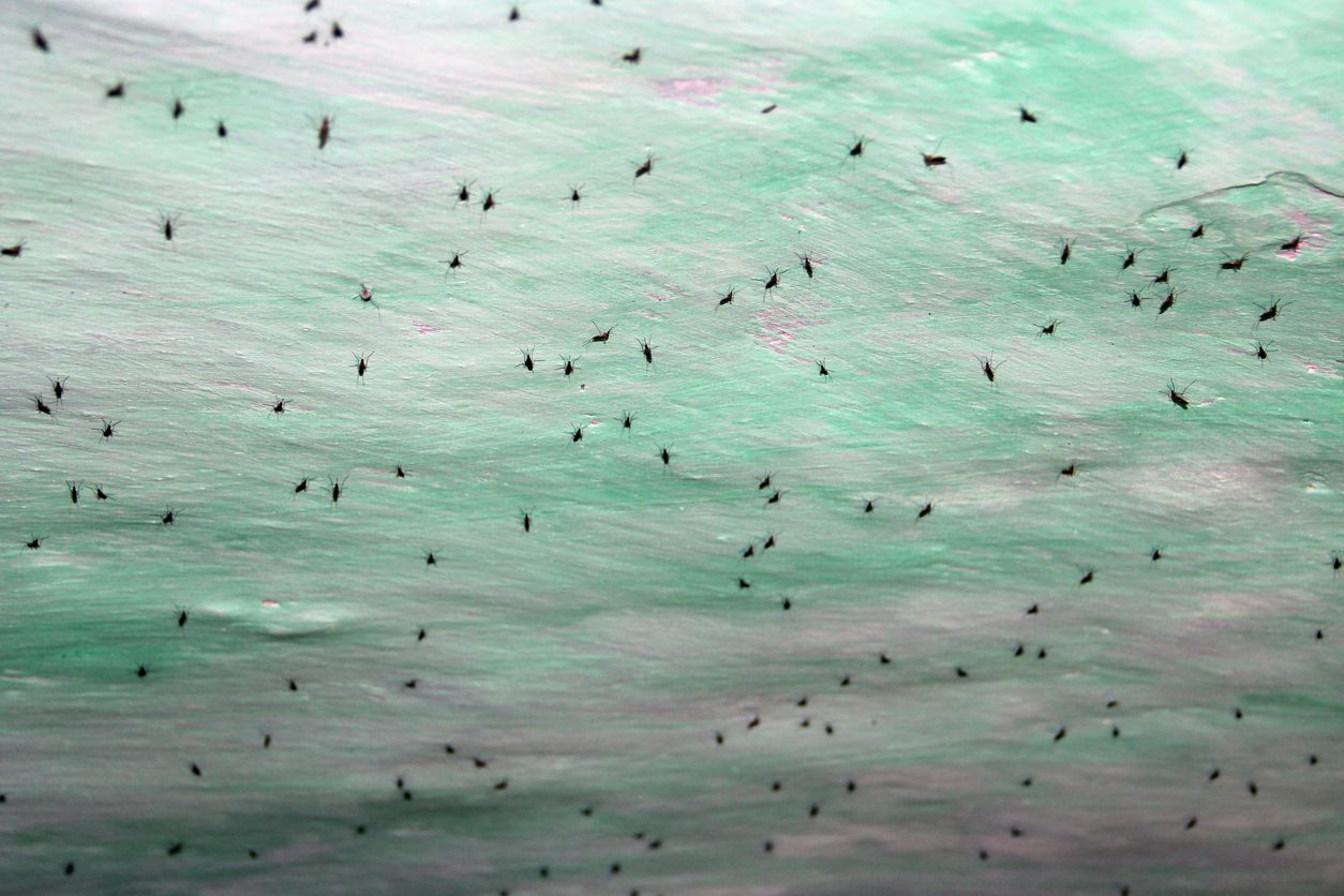 gnats