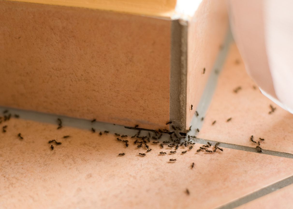 ant problem