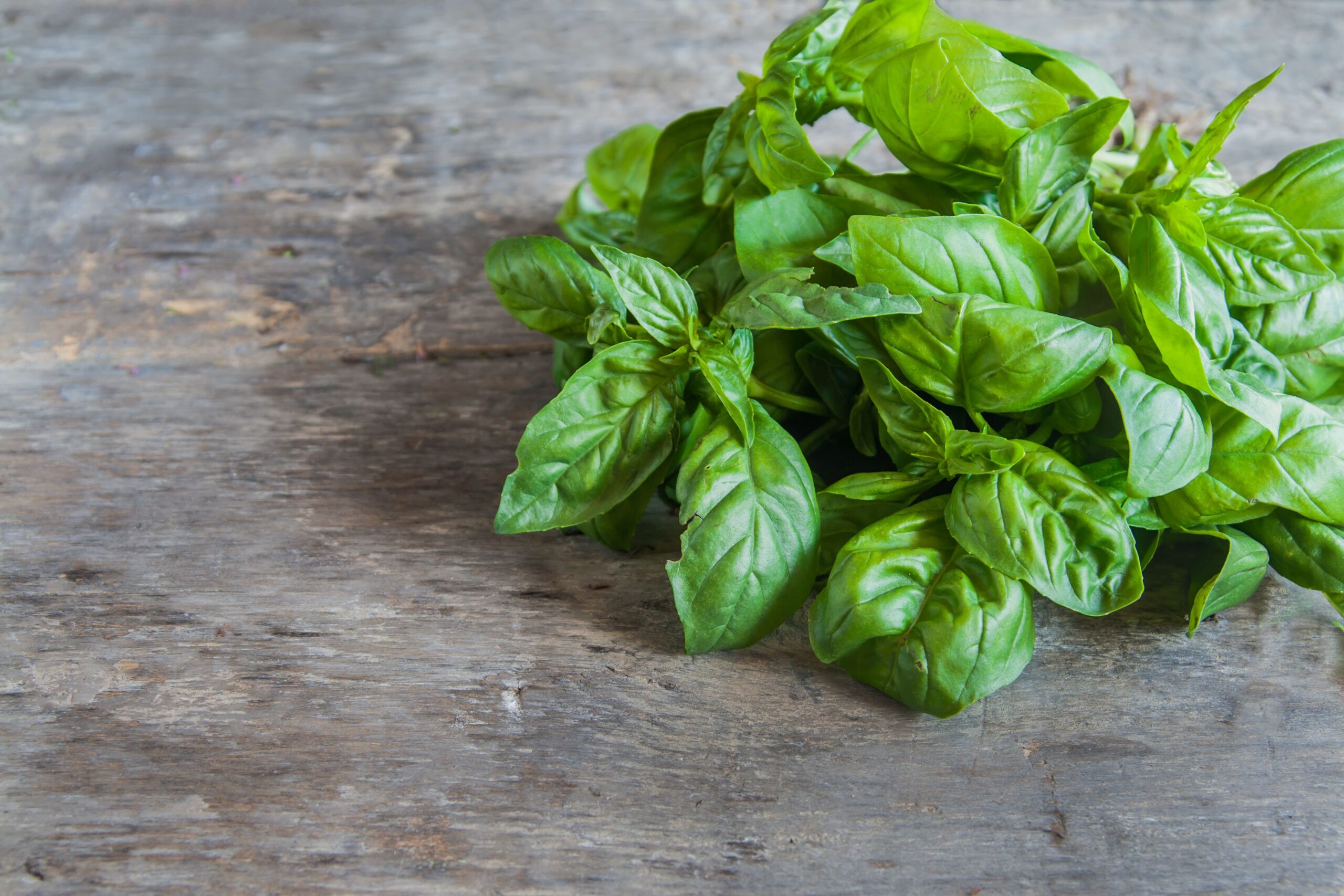 basil
