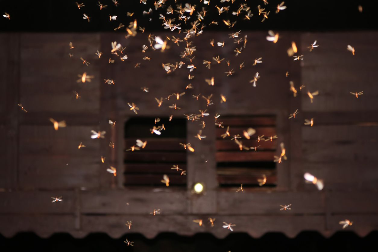 moths at night