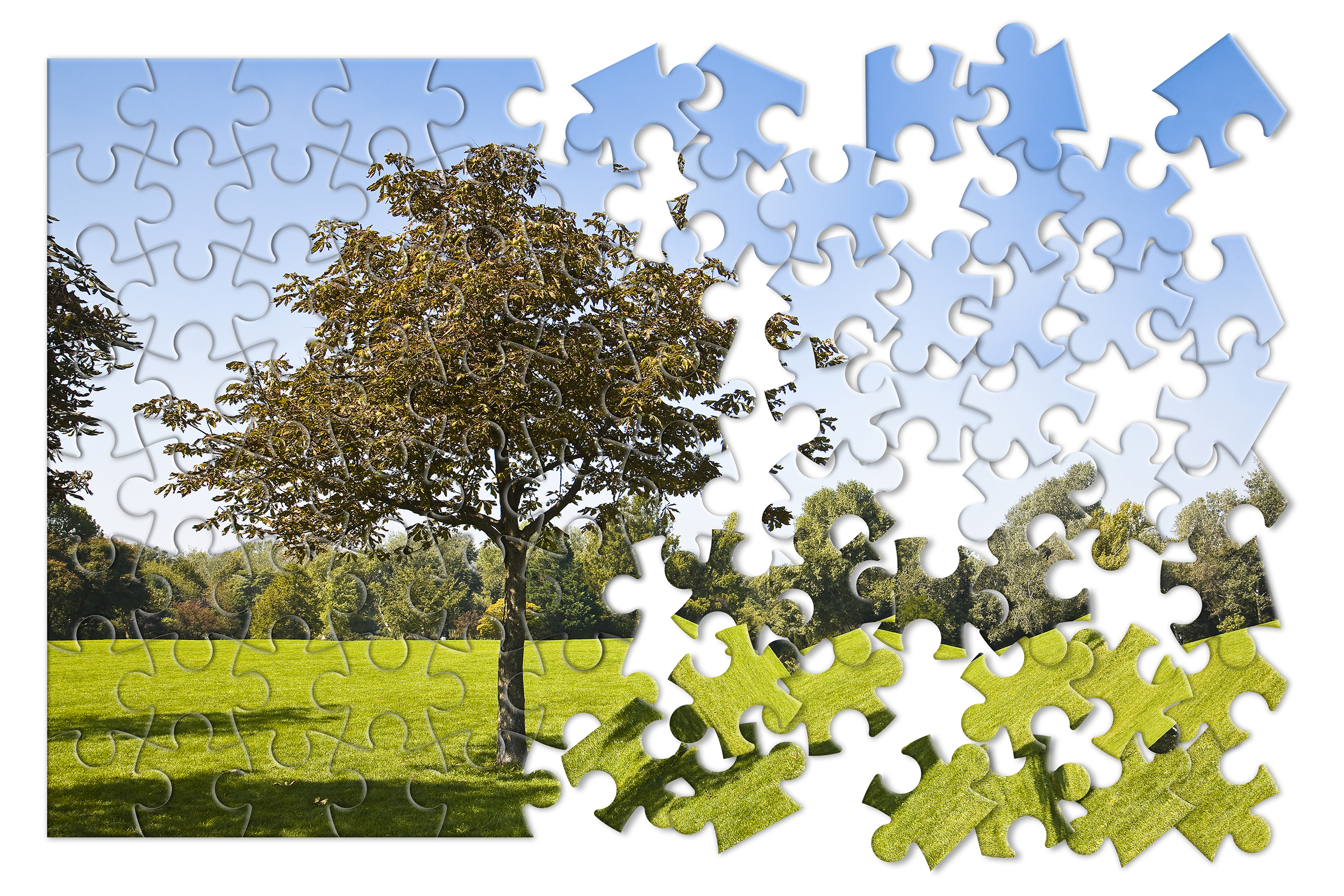 jigsaw puzzle with a picture of a tree