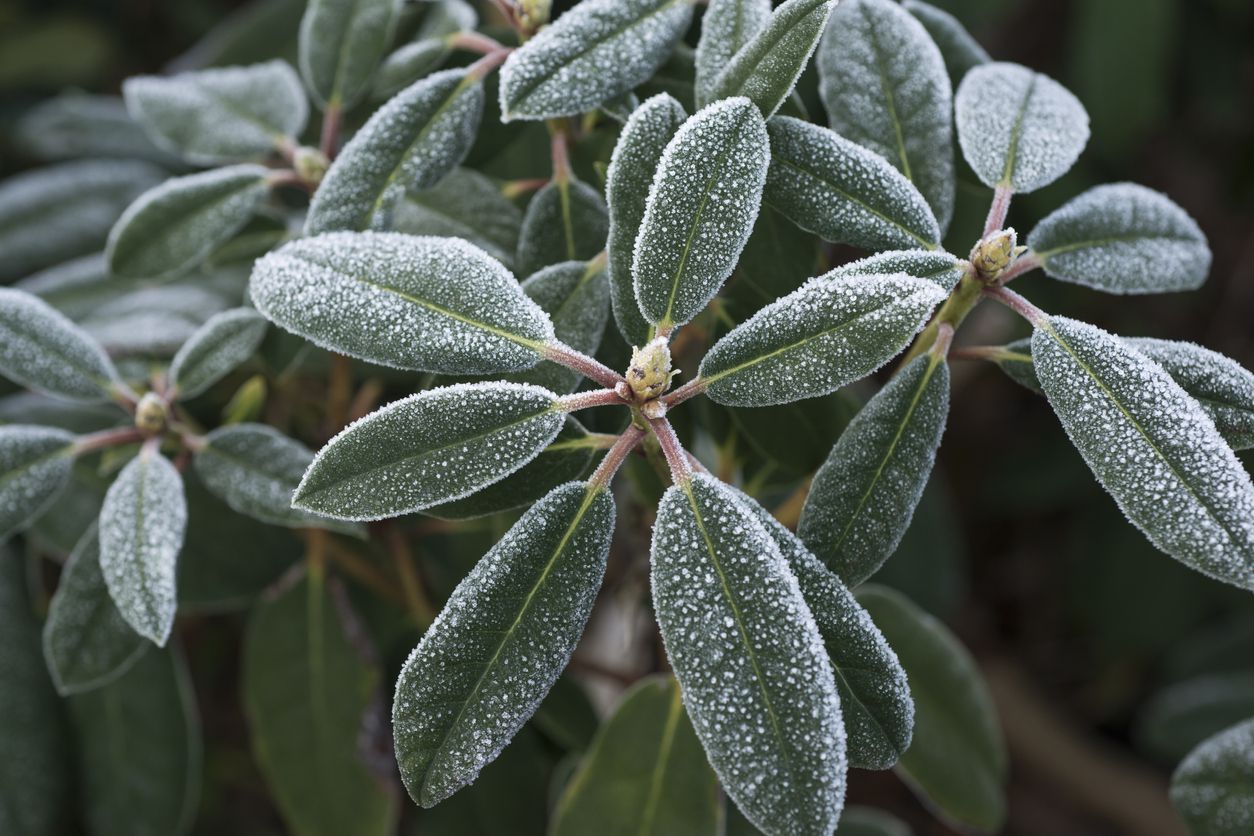 frost on plants