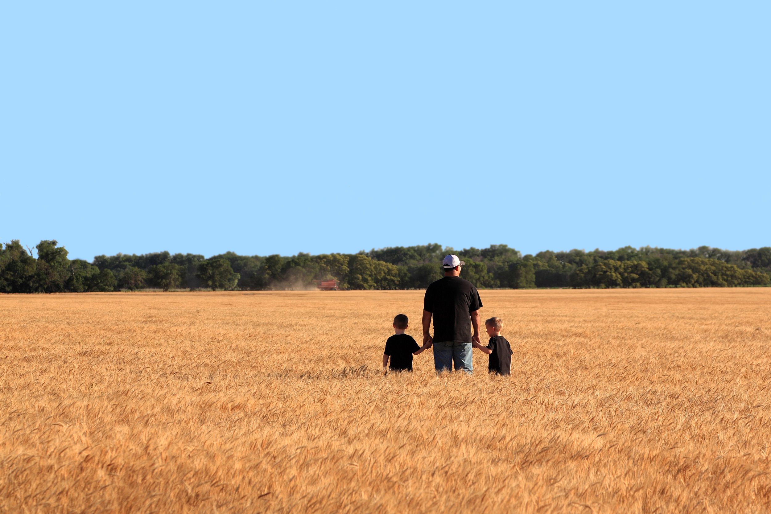 father and twin sons watching a combine cut a field of wheat in Oklahoma