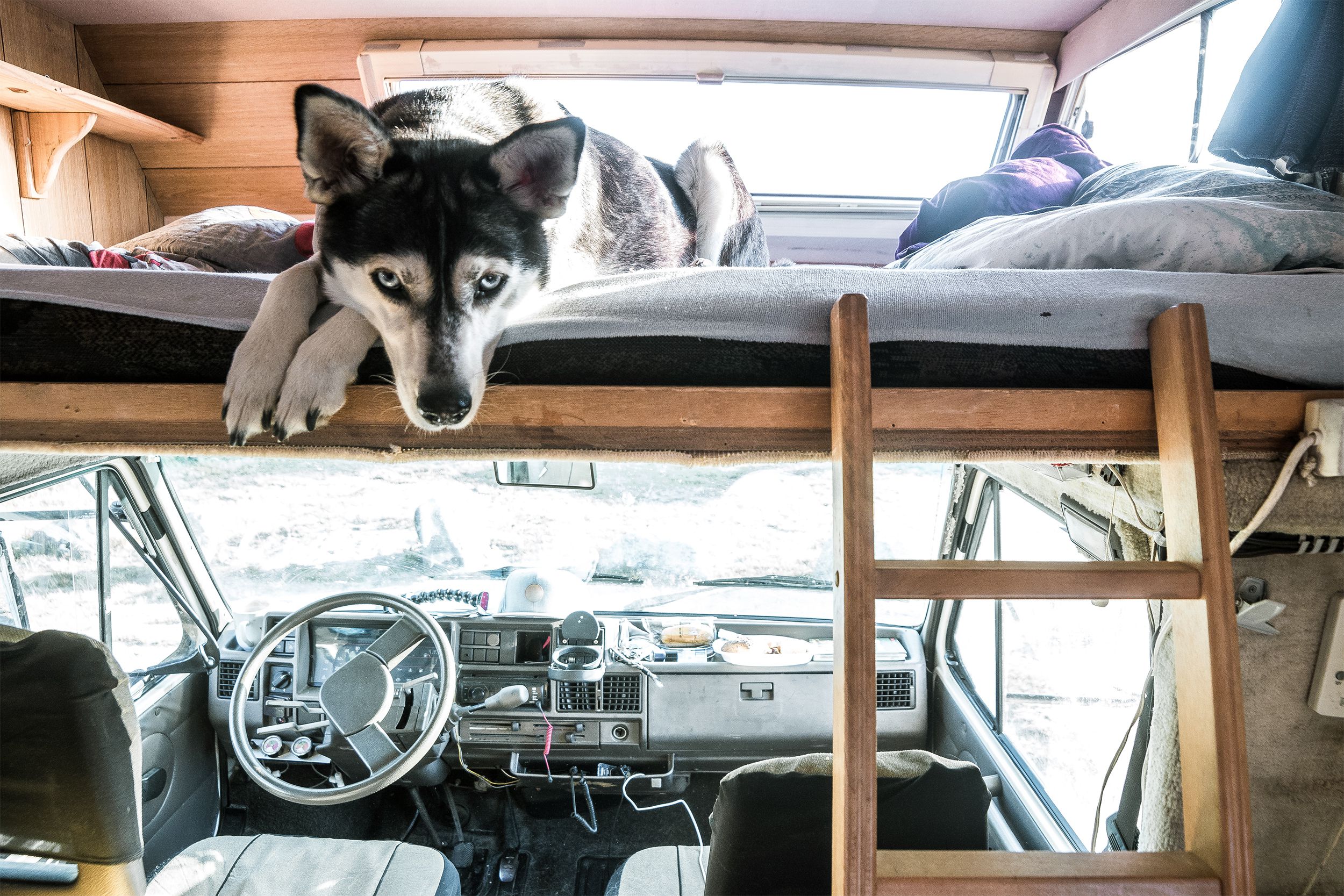 Dog in the loft of an RV