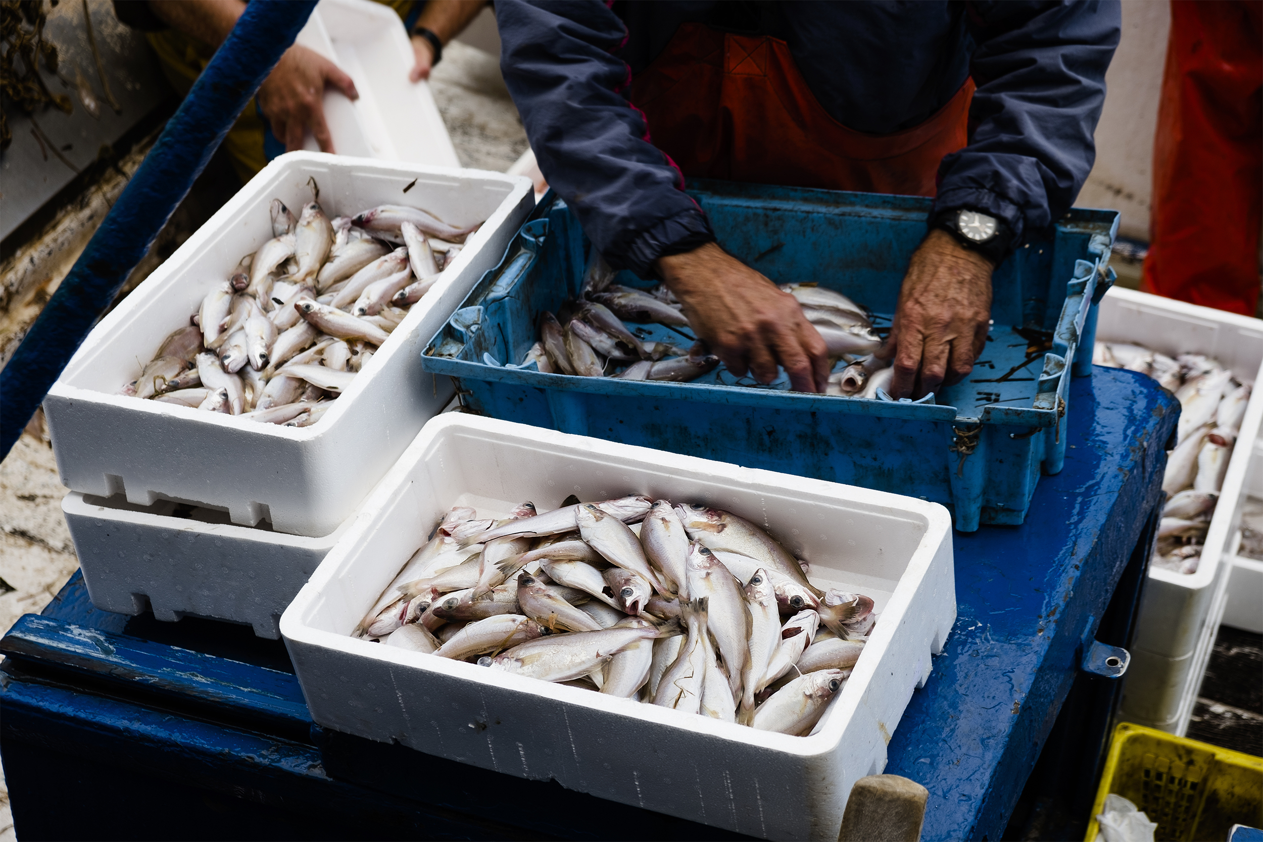 commercial fishing