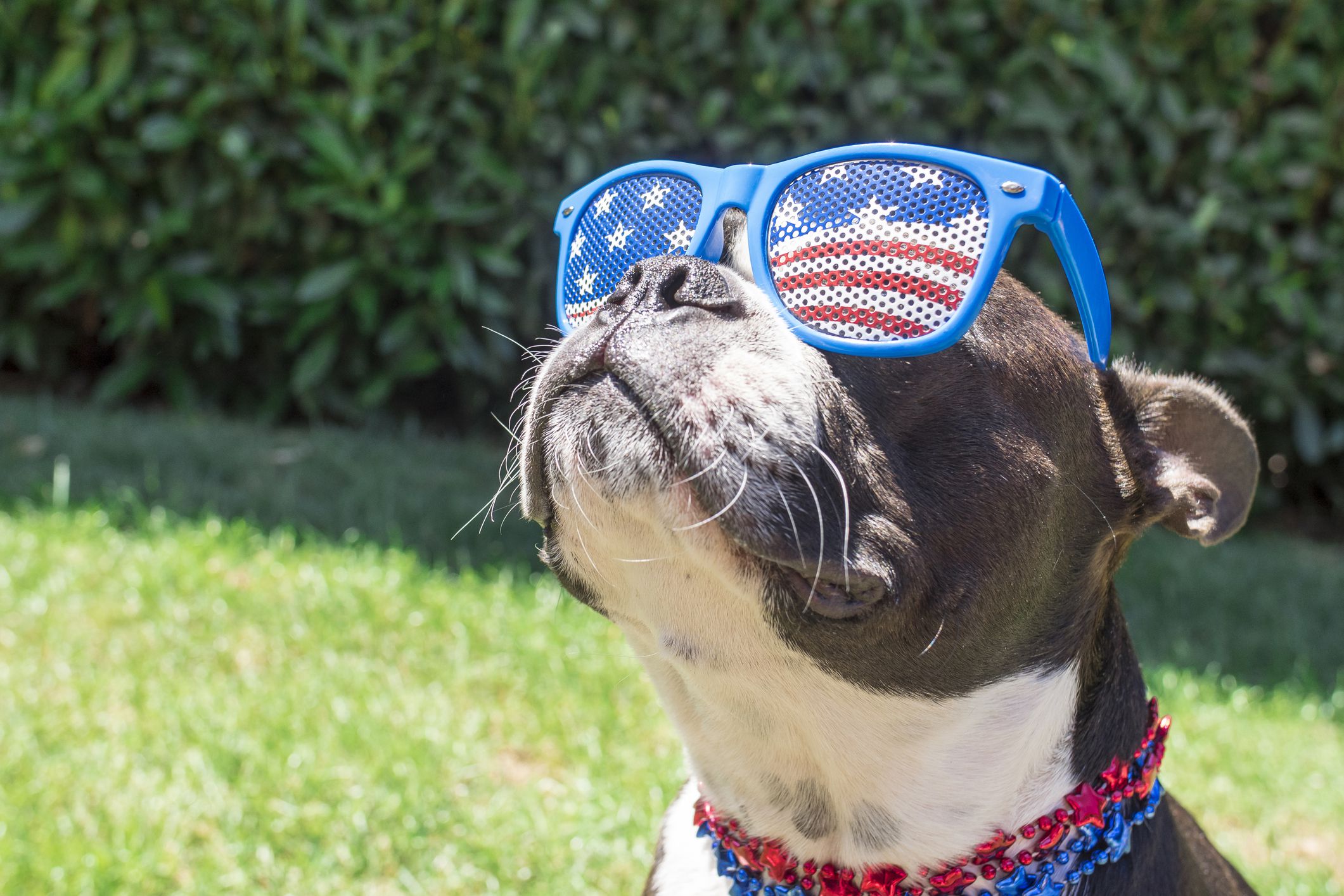 dog wearing 4th of july decorations