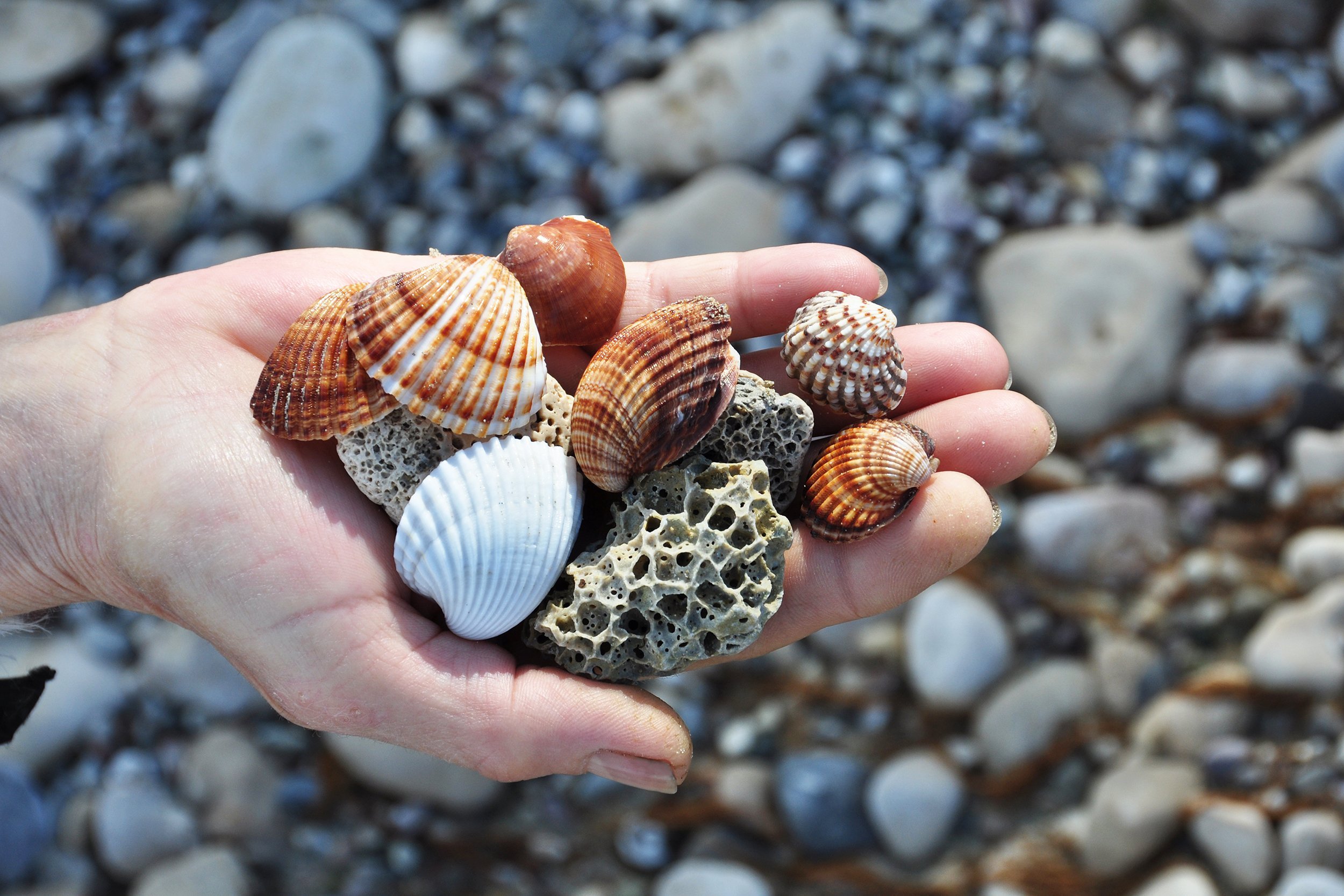 hand holding seashells