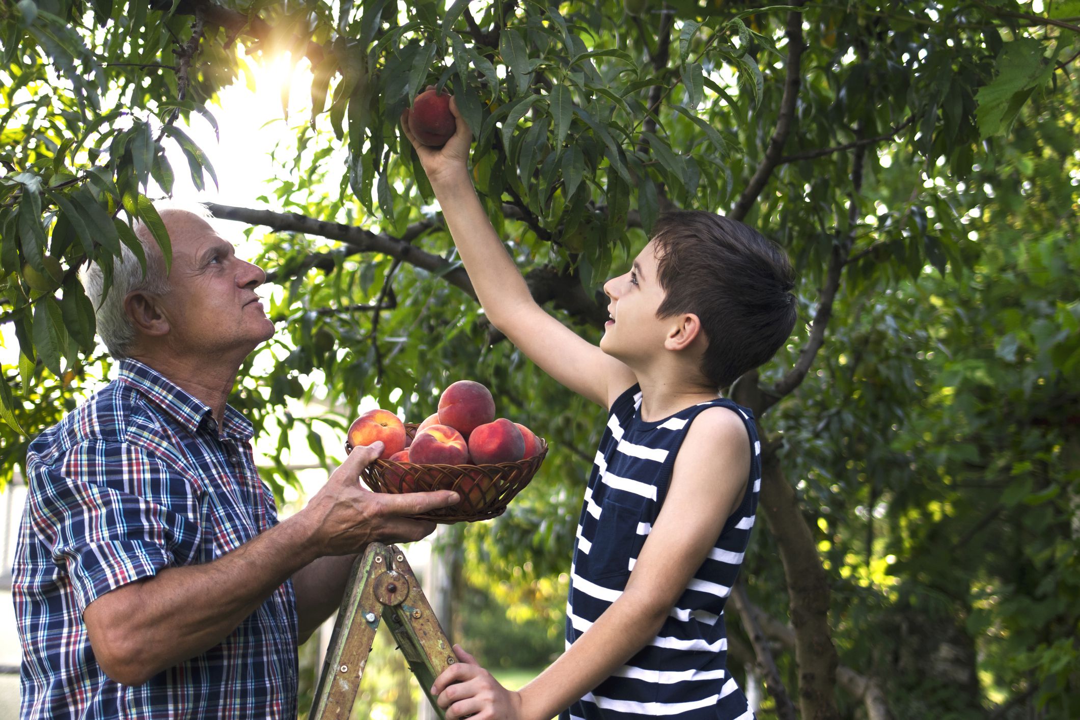 grandson and grandfather picking peaches