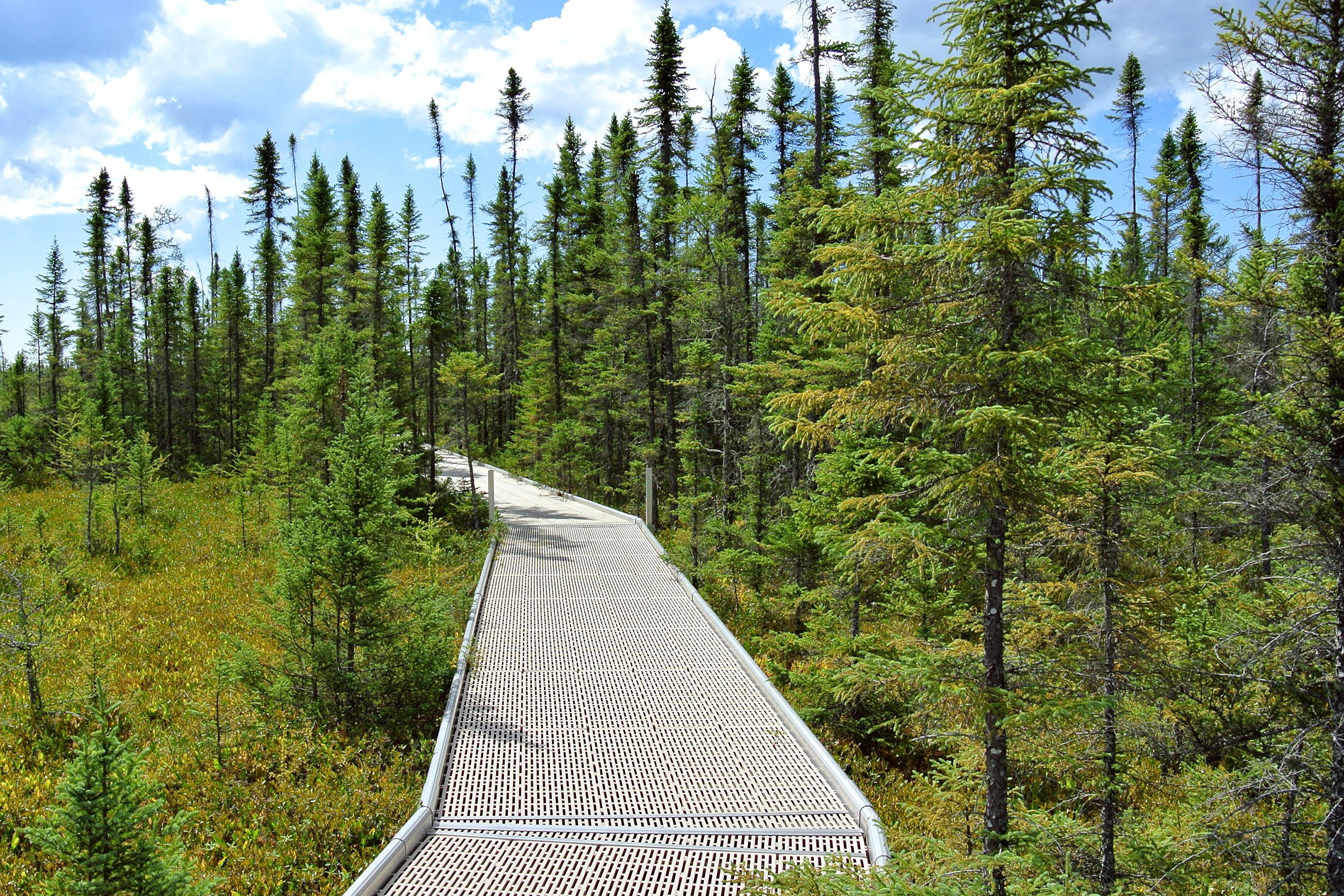 Big Bog Boardwalk, Waskish, Minnesota