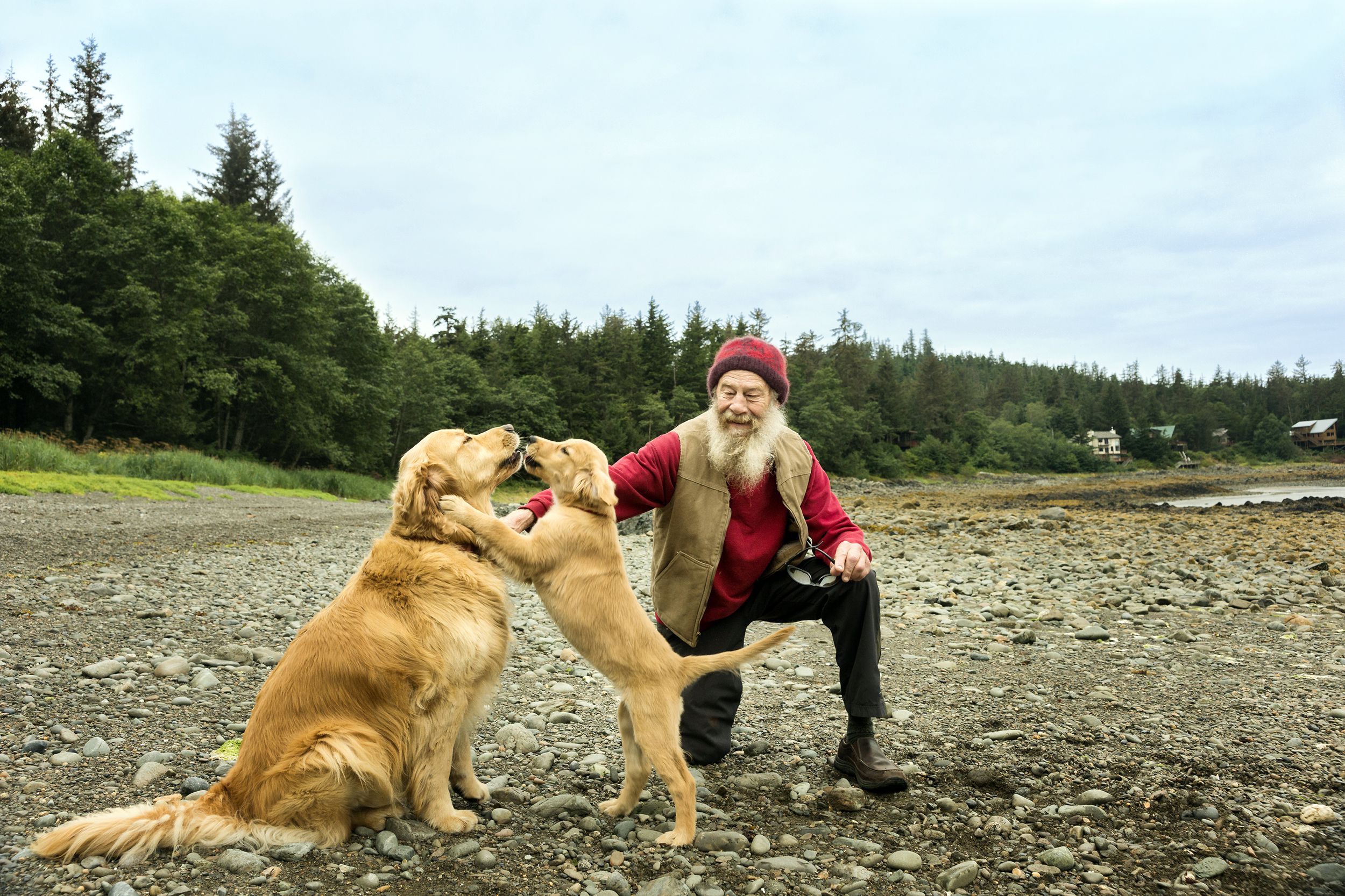 senior man with Golden Retriever dogs in Lena Beach, Juneau, Alaska