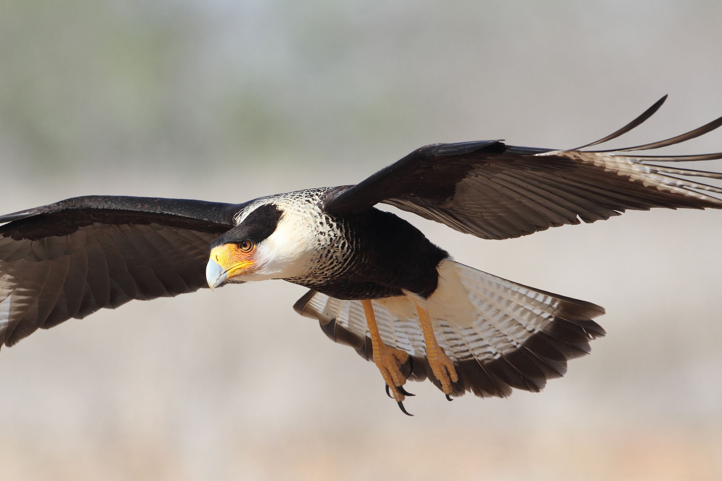 adult Crested Caracara in flight, Santa Ana National Wildlife Refuge, Texas