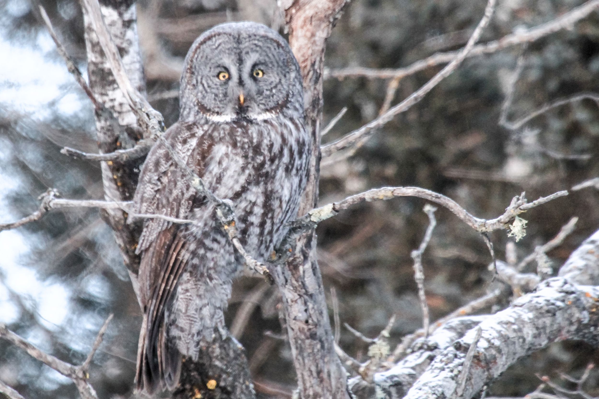 Great Gray Owl, Sax-Zim Bog