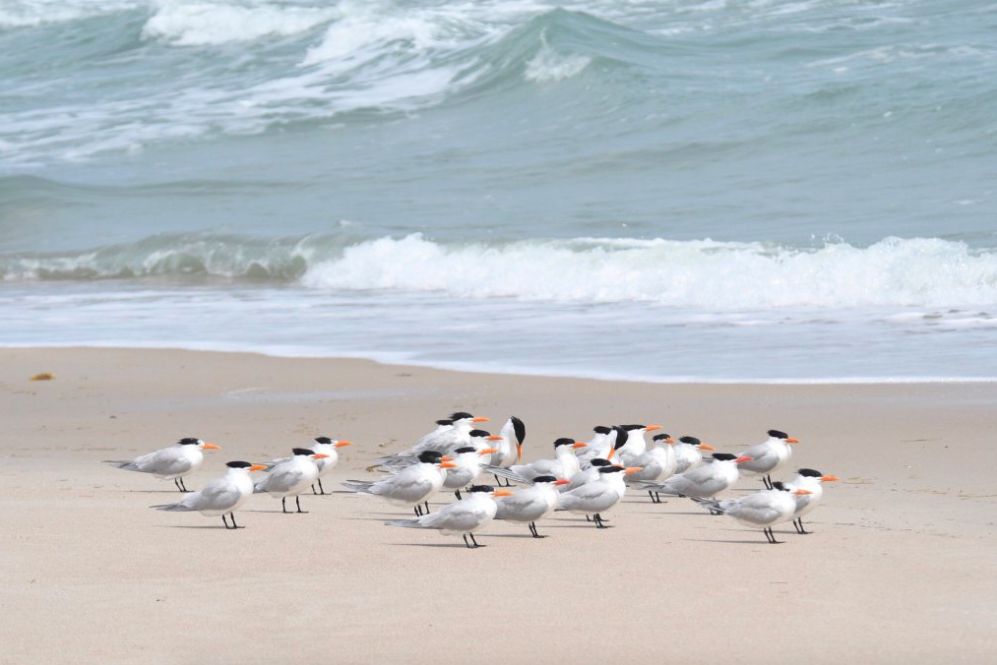 shore birds along coast of Cape Canaveral, Florida