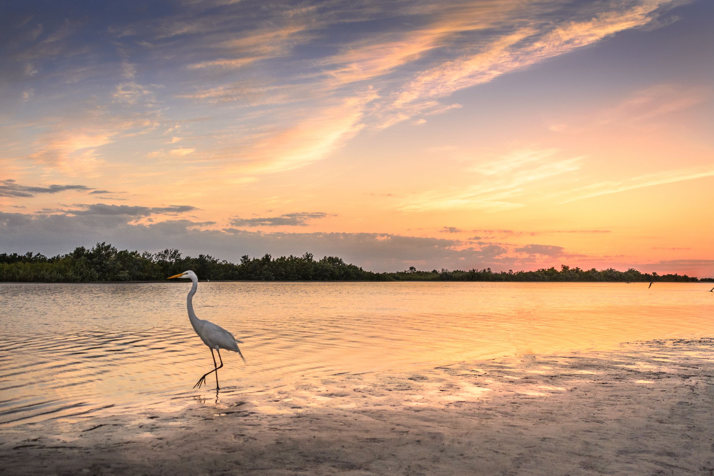 White Egret walking in water in sunset, Everglades National Park, Florida