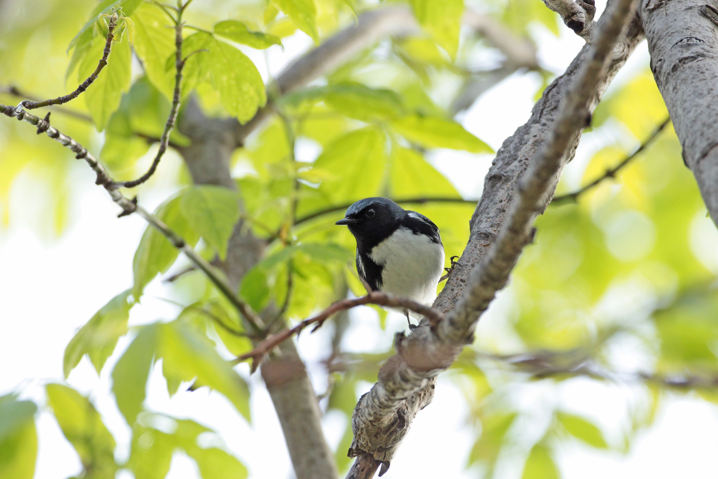 Black-Throated Blue Warbler, Magee Marsh Wildlife Area, Ohio