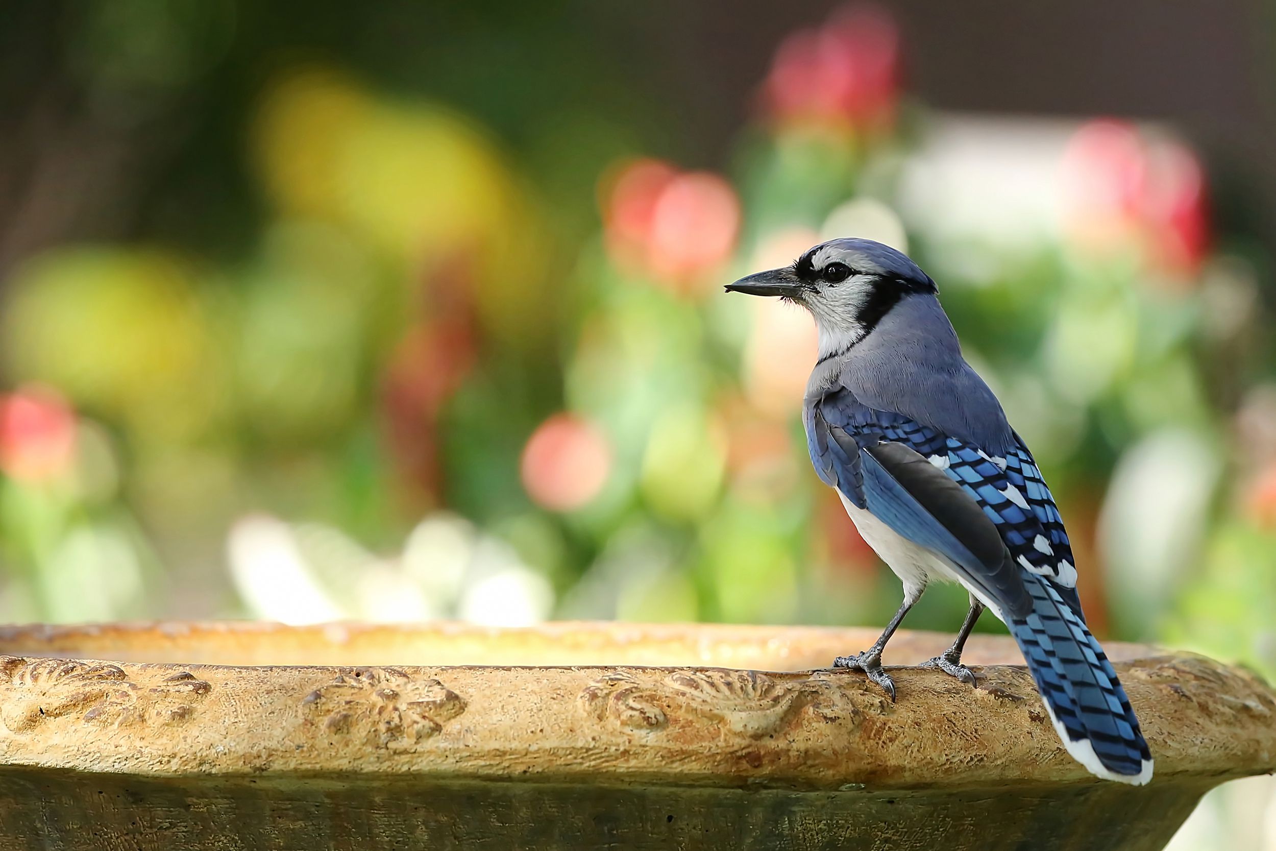 blue jay standing on water bath in backyard