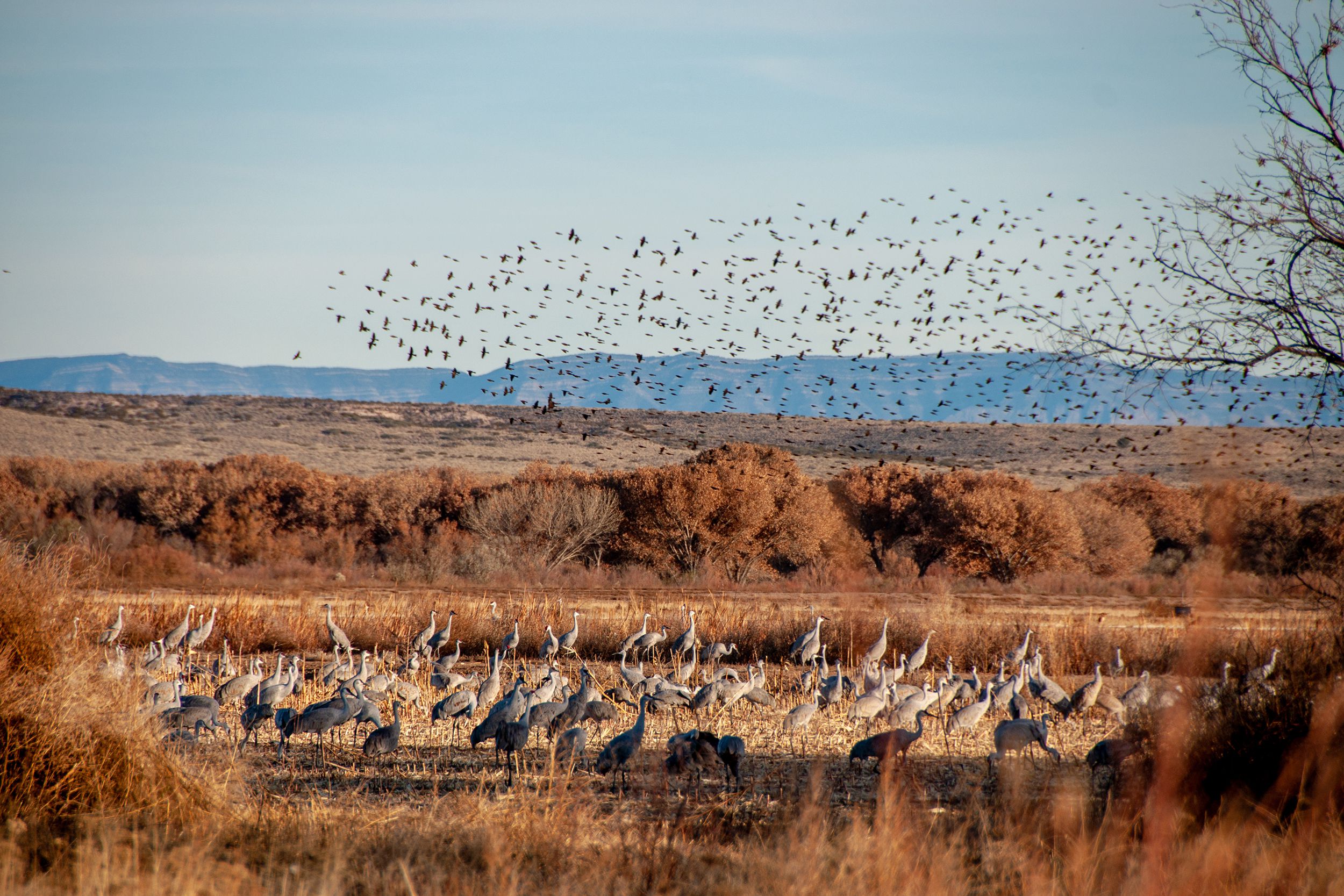Sandhill Cranes at Bosque del Apache National Wildlife Refuge, New Mexico