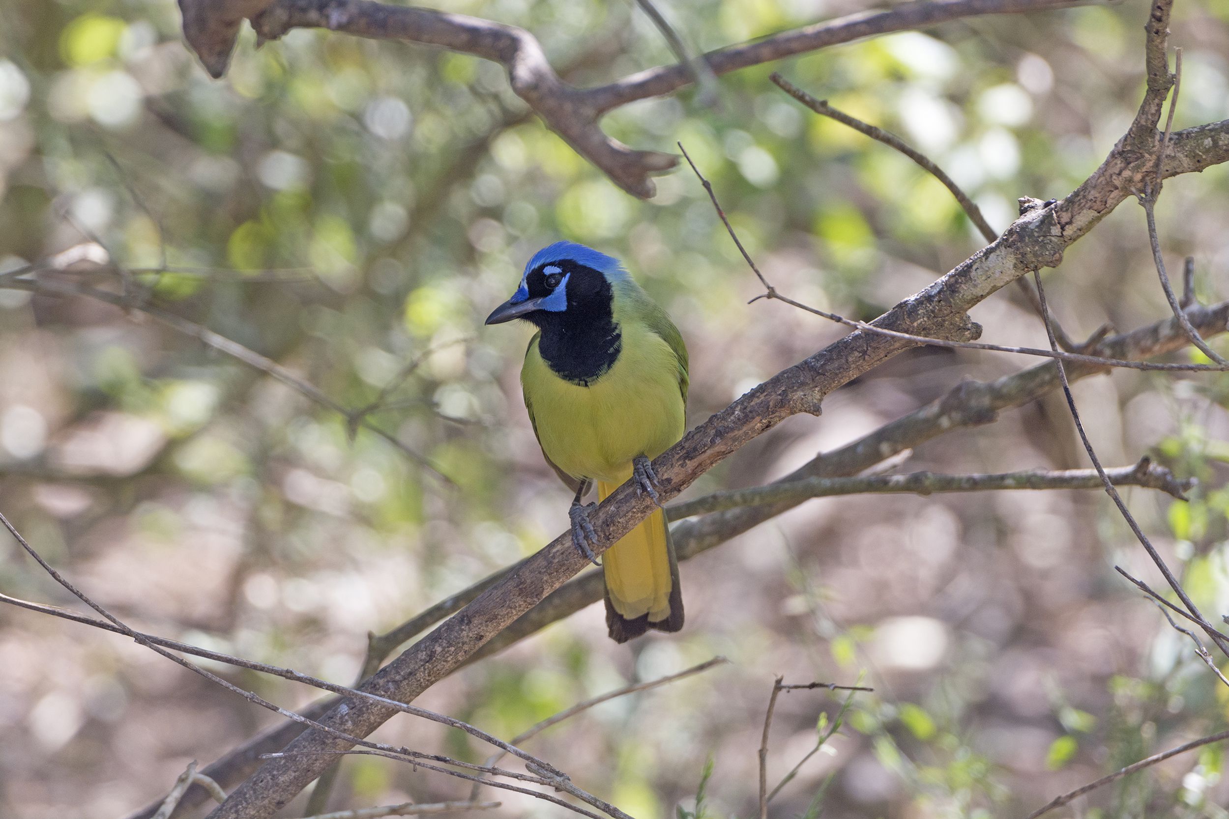 Green Jay perched in tree, Rio Grande Valley, Texas