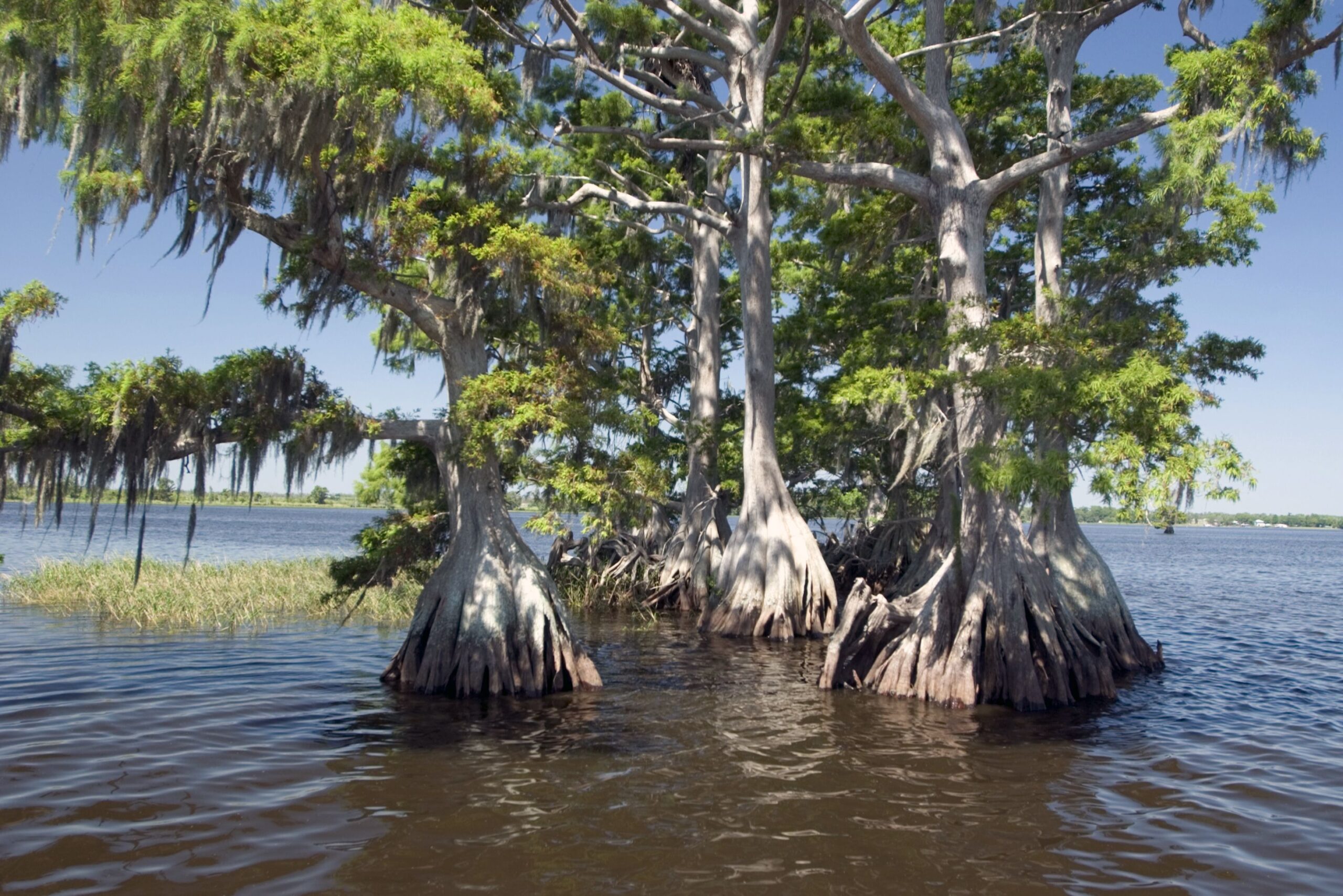 Lake Istokpoga cypress trees